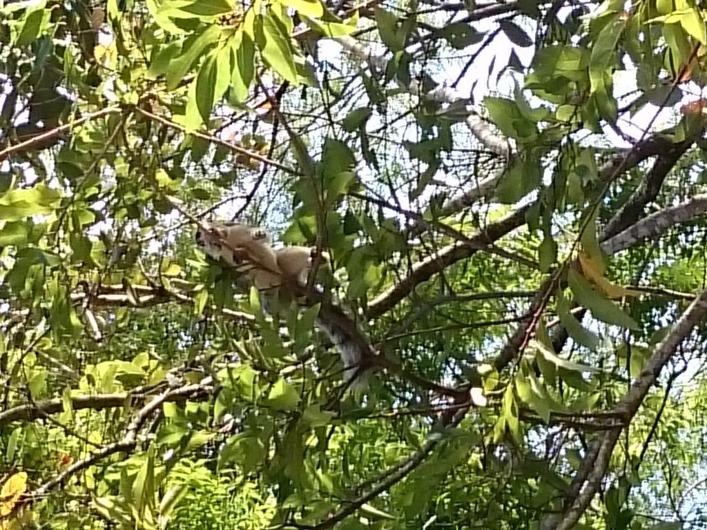 伊萨卡狮子住宿加早餐旅馆 锡吉里亚 外观 照片